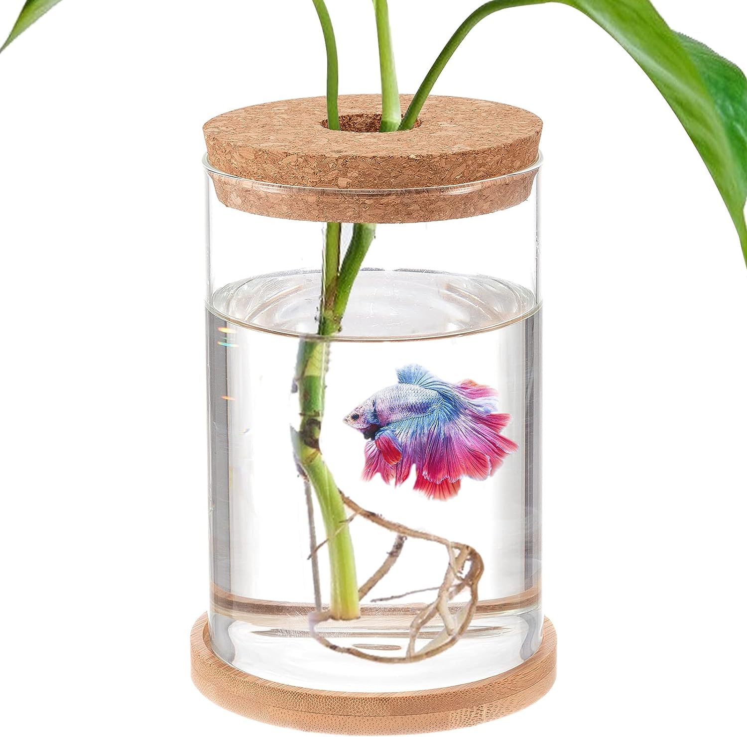 Mini Fish Bowls for Betta Fish – Betta Fish Tank