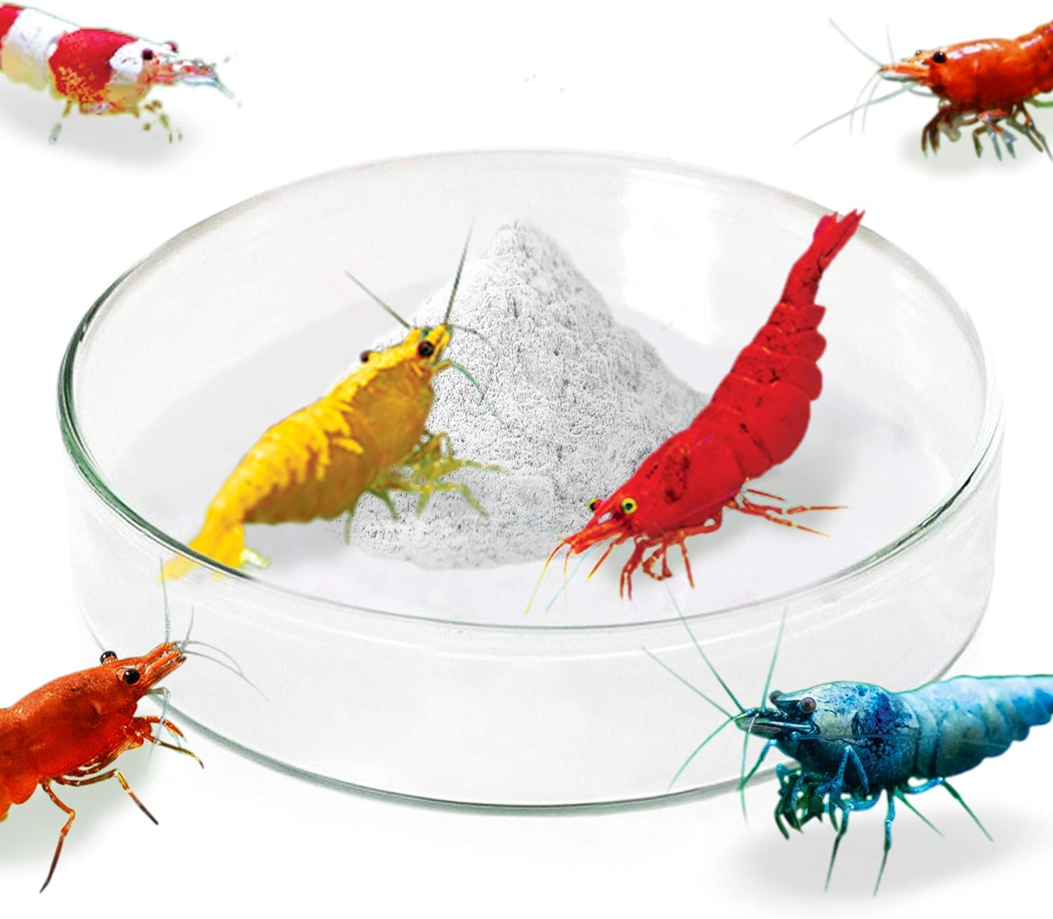 JOR Shrimp, Frog & Gecko Feed Bowl: Durable Glass Basin