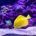 A Guide to Choosing the Right Canister Filter for Ytheir Aquarium