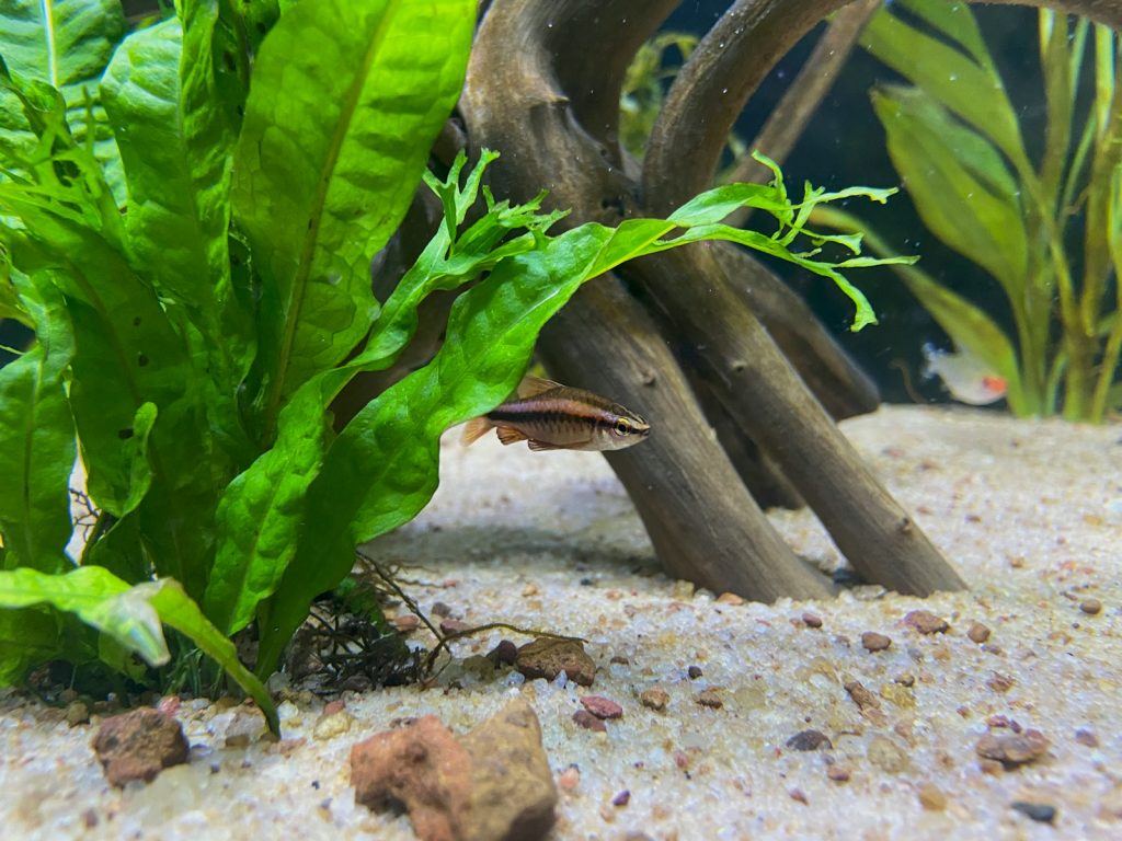 A green plant is growing out of the sand