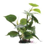 Fluval 12-Inch Anubias Plant for Aquariums