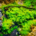 Effective Techniques to Eliminate Algae from Ytheir Aquarium